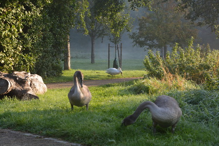 Der Wildnis ganz nah – auf der Apfelwiese im Stadtpark Grevenbroich