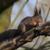 Das Eichhörnchen-Diplom im Wevelinghovener Wald