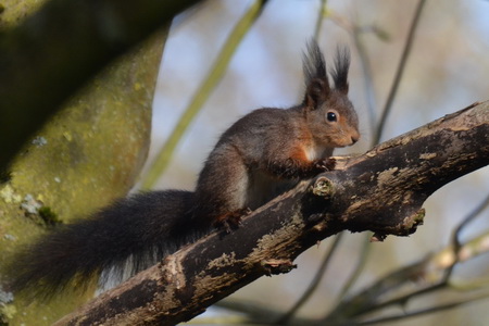 Eichhörnchen-Diplom im Langwadener Wald