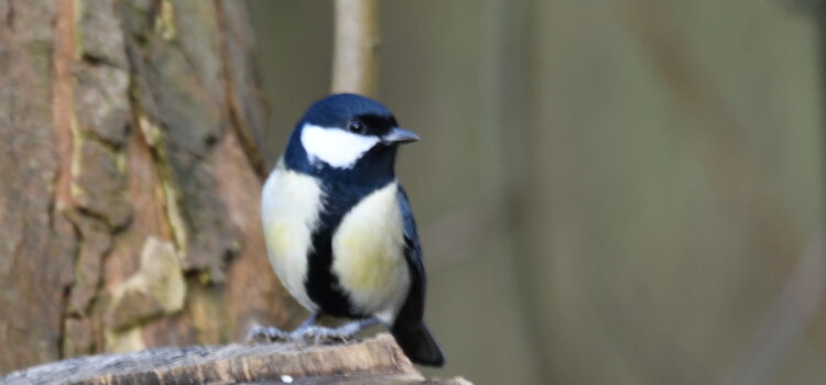 Veranstaltungsreihe Artenvielfalt – 1. Teil „Vogelstimmen und Baumriesen“