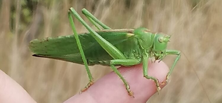 Insektenführung in der Gilbachaue Insektenführung in der Gilbachaue